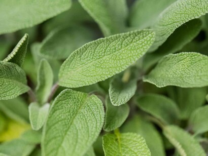La salvia si usa come condimento per l'anatra arrosto o bollita
