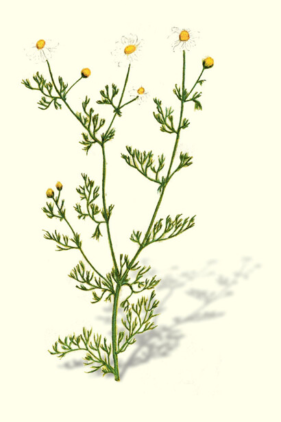 Camomilla