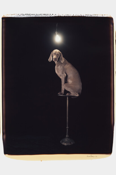 William Wegman Illuminary Lumin 1993 (c) William Wegman Image courtesy of Huxley-Parlour Gallery