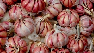 Aglio comune - Allium sativum