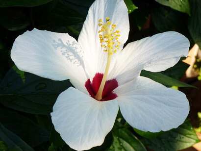 Ibisco al calar del sol