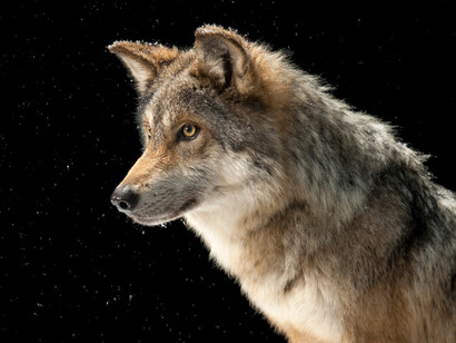 Joel Sartore; Lobo gris mexicano («Canis lupus baileyi»)