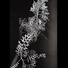 Nature des profondeurs. Courtesy of Alberta Pane gallery