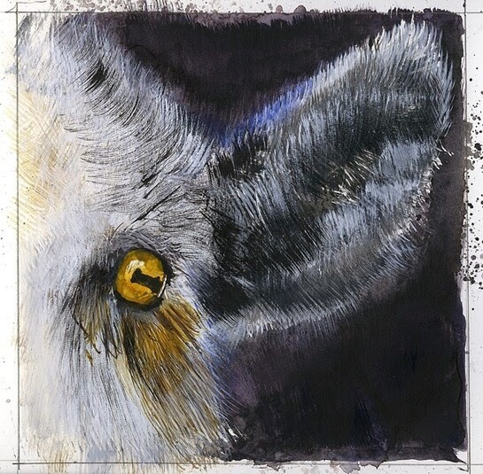 Giorgio Maria Griffa, Occhi di capra, 20 x 20 cm