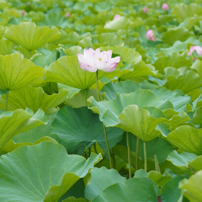 Flor de lotus. Ao confiar e entregar as suas ações, você sente que não está sozinha