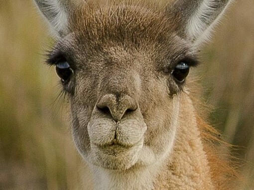 Guanaco