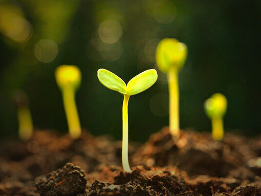 Árboles germinando. Para llegar a esa meta deberemos ir cumpliendo varios objetivos debidamente indicados