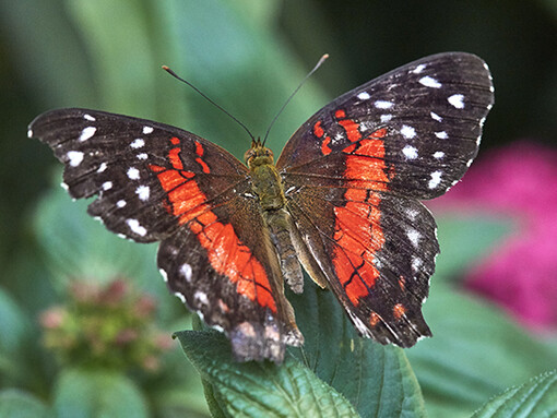 Sensational Butterflies. Courtesy of Natural History Museum