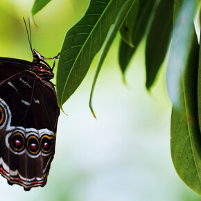 Butterfly Garden. Courtesy of Museum of Science 