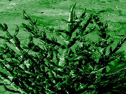 Ethical Markets’ recent research on halophytes is fully supporting the Leapfrog initiative