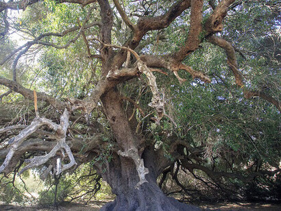 El patriarca de Luras (conocido en sardo como S'Ozzastru o el "Olivastro") es un olivo silvestre milenario situado en el municipio de Luras, en la región de Gallura, Cerdeña. Italia