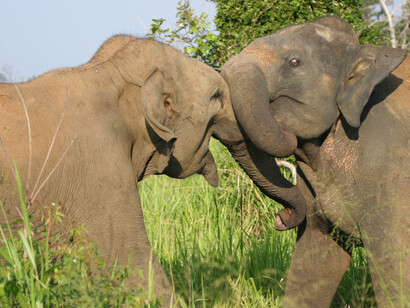 Elephants tussling with each other in Uda Walaw National Park © Gehan de Silva Wijeyeratne