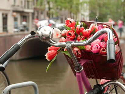Bicycle and tulips