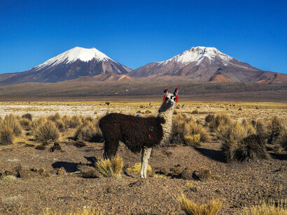 Llama, animal tipico de Los Andes bolivianos