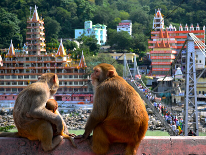 Indian Monkeys