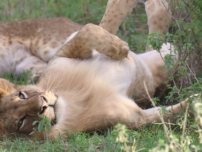 Relaxed Lioness, Nairobi National Park © Gehan de Silva Wijeyeratne