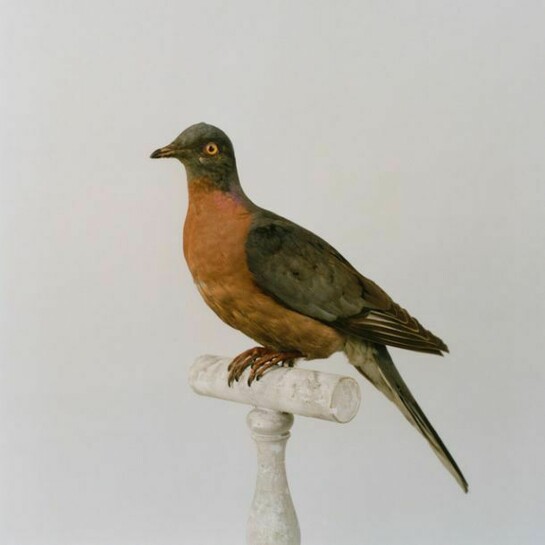 Sean Dooley, Pasenger Pigeon, courtesy Sean Dooley/private collection