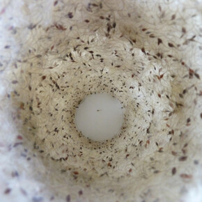 Valerie Inns, Untitled, Valerie Inns, 2014