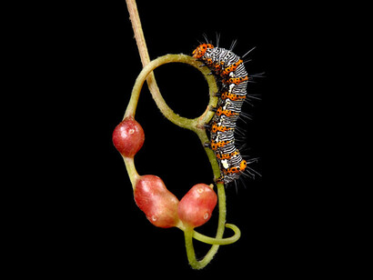 New England Caterpillars. Courtesy of Museum of Science