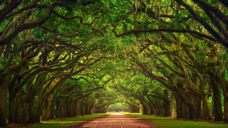 Avenida Oaks, Wormsloe Plantation, Savannah, Georgia