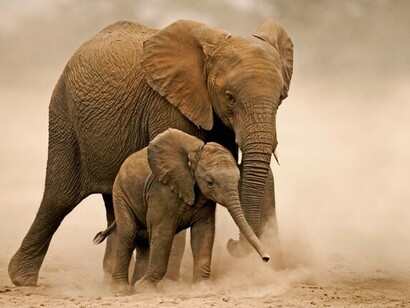 A causa dei cambiamenti climatici rischia l'estinzione un animale su due