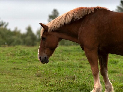 A horse standing in a field in Virginia