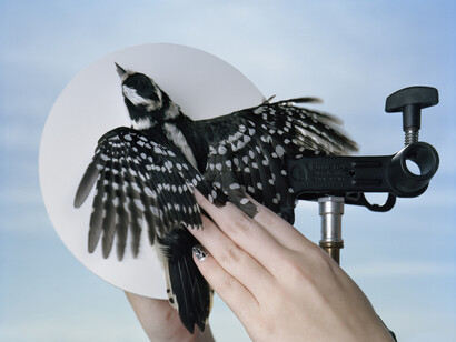 Untitled. Downy Woodpecker. Manomet, Massachusetts, 2011, Archival pigment print, printed 2015, 30 x 24 inches, Edition of 5, 2APs