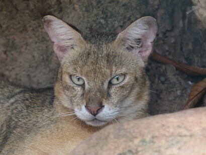Jungle Cat is sometimes seen at night from public roads. Image taken at Colombo Zoo © Gehan de Silva Wijeyeratne