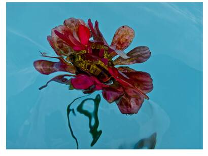 Gilles Bensimon, Flowers in Water #6095 (/6), 2012, limited edition photograph, 80x103.75 cm. Courtesy the artist and Space Gallery St Barth