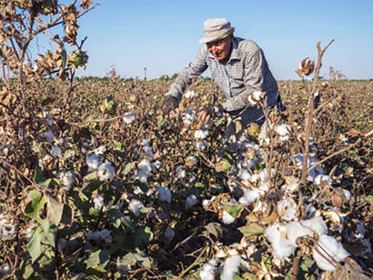 Rural life in Uzbekistan: cotton picking in Termez, a glimpse into the country's agricultural traditions