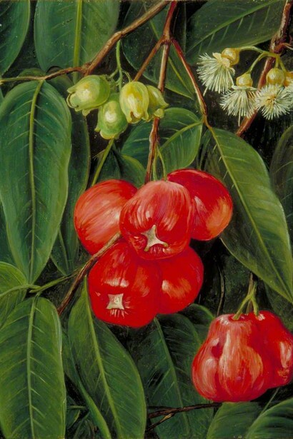 Marianne North, *Flowers and Fruit of the Jamboa Boll*, 1876