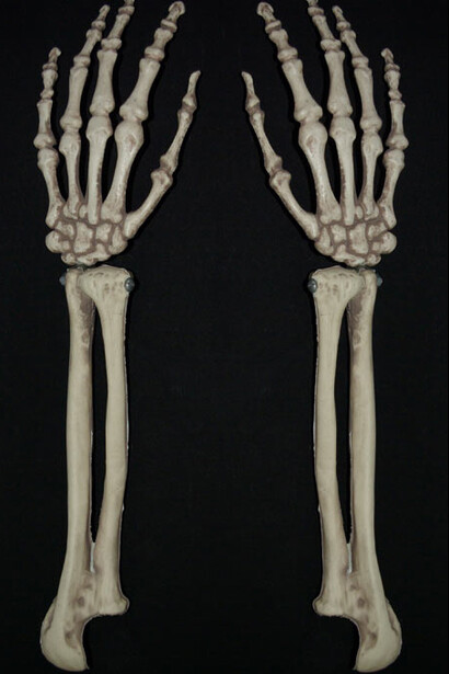 Arti di Australopithecus Africanus