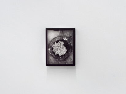 Shannon Ebner, The seaweed synthesizer, exhibition view. Courtesy of kaufmann repetto
