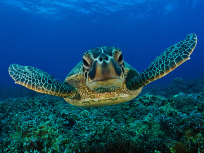 Primer plano de una tortuga marina