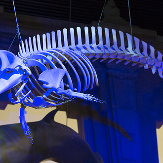 Cetaceans of Andalusia, exhibition view. Courtesy of Casa de la Ciencia