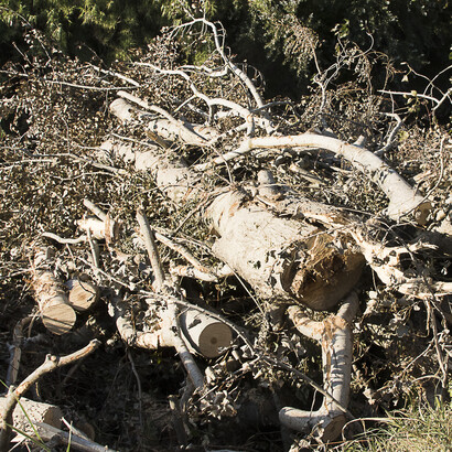 Il cimitero degli alberi di Valeria Nonni