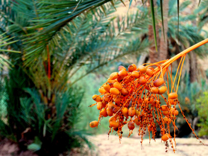 Datteri del deserto algerino. Ph Simonetta Sandri