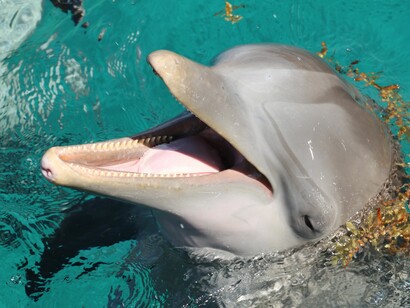 Tursiops truncatus