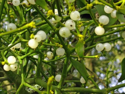 Mistletoe berries