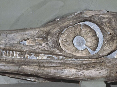 Palaeontology collections. Courtesy of Natural History Museum 