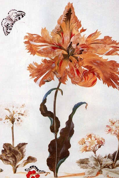 Maria Sibylla Merian. La Metamorfosi degli insetti