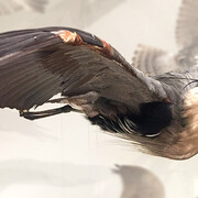 Bird Gallery. Courtesy of Canadian Museum of Nature 