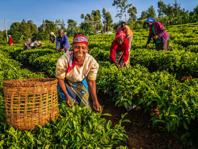 African women harvesting tea leaves on a sustainable plantation in East Africa
