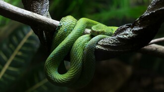 Las mordeduras de serpiente matan a entre 81.000 y 138.000 personas e incapacitan a 400.000 más cada año