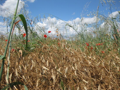 Campo di segale al momento della raccolta