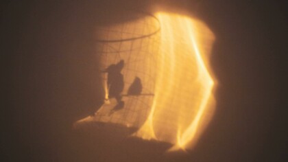 De jaulas y amores tóxicos