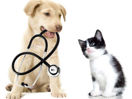 Vet nurses suffering from burnout will often suffer in silence 