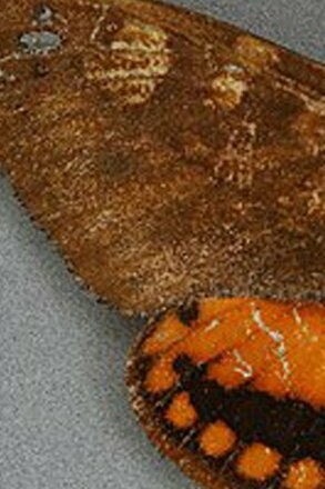 Detalle del ala de la "Athis inca"