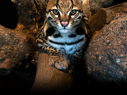 Un magnifico esemplare di ocelot