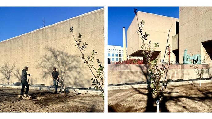 Tree of 40 Fruit. Courtesy of Everson Museum of Art